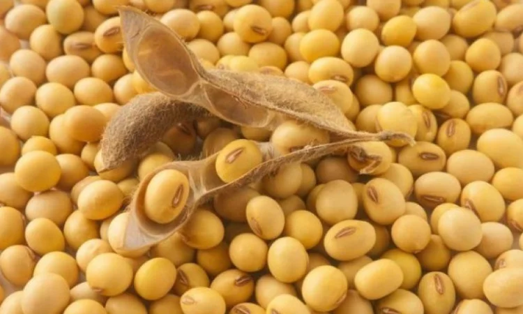 Куплю сою - фото № 1