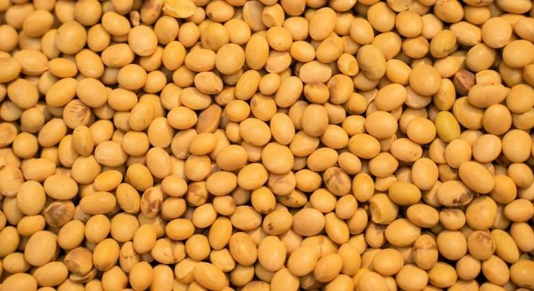 Закуповую сою з місця ф-1 - фото № 1