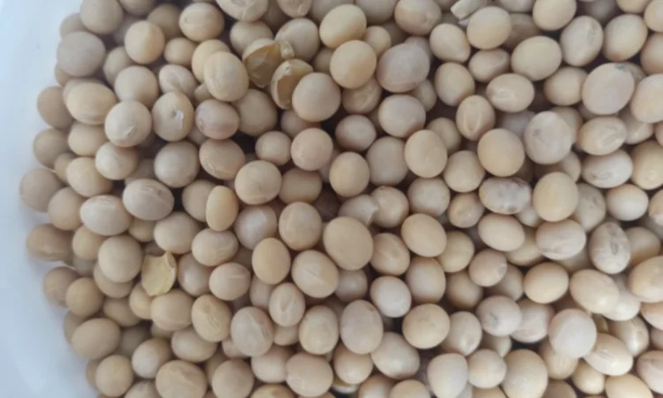 Куплю сою на переробку - фото № 1