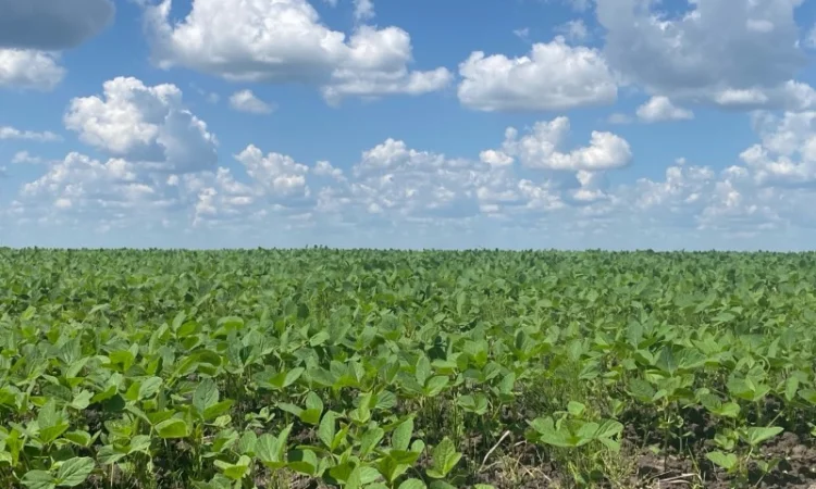 Продам сою без ГМО - фото № 1