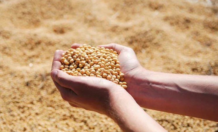 Купуємо сою. Нового урожю - фото № 3