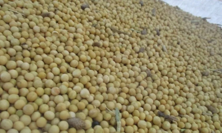 Купуємо сою. Нового урожю - фото № 4