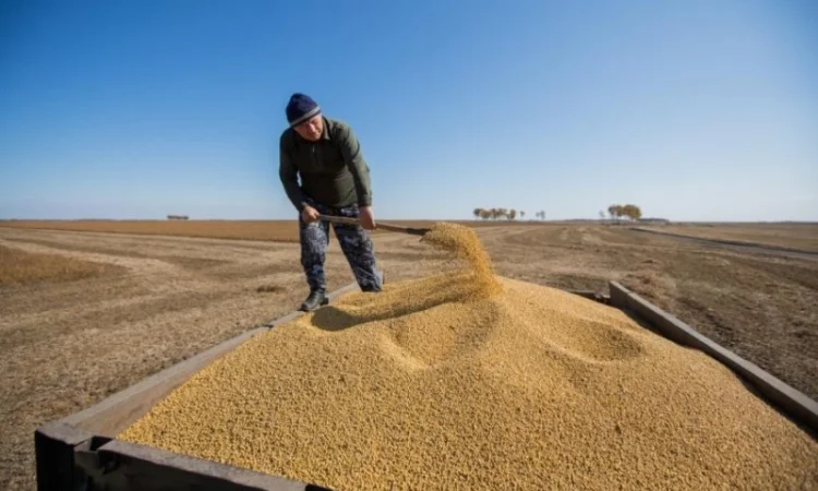 Куплю С/Х продукцію - Соя гмо - фото № 1