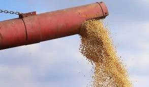 Куплю С/Х продукцію - Соя гмо - фото № 4