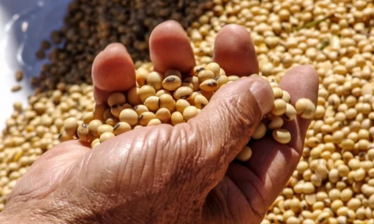 Закупаем сою.Новый урожай - фото № 1