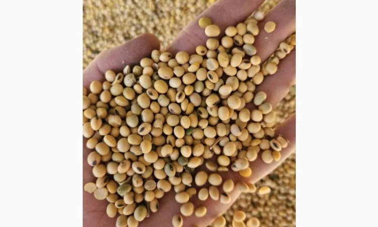 Продам Сою гмо - фото № 1