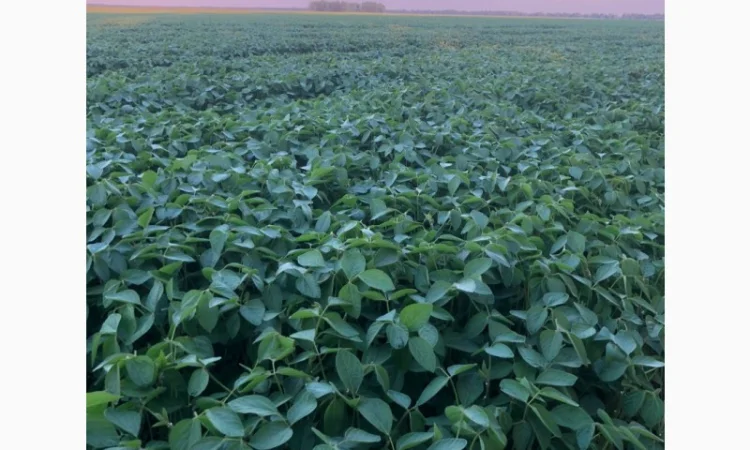 Продам Сою - фото № 1