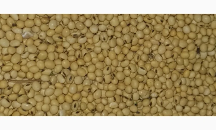 Продам сою гмо - фото № 1