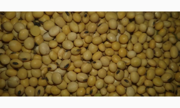 Продам сою гмо - фото № 2