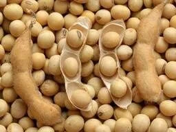 Куплю сою. Самовивіз - фото № 1