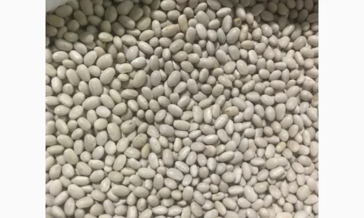 Продается фасоль оптом - фото № 2