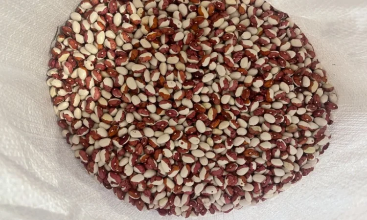 Продается Фасоль Червона Шапочка - фото № 1