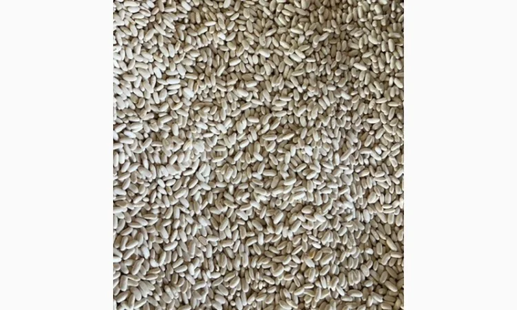 Квасоля біла Єгипет - фото № 2