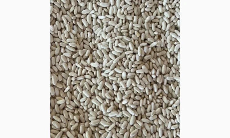 Квасоля біла Єгипет - фото № 4