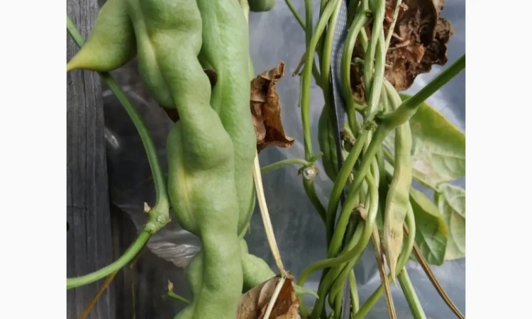 Фасоль- это огородное мясо. Продам редкие спаржевые сорта фасоли - фото № 1