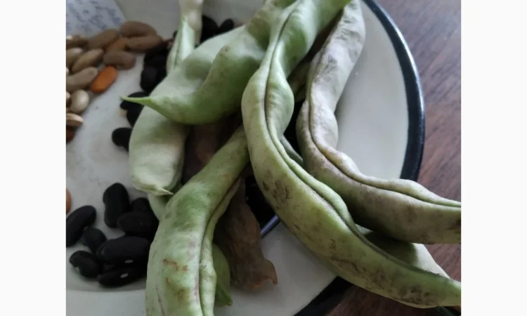 Фасоль- это огородное мясо. Продам редкие спаржевые сорта фасоли - фото № 2