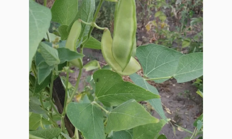 Фасоль- это огородное мясо. Продам редкие спаржевые сорта фасоли - фото № 3