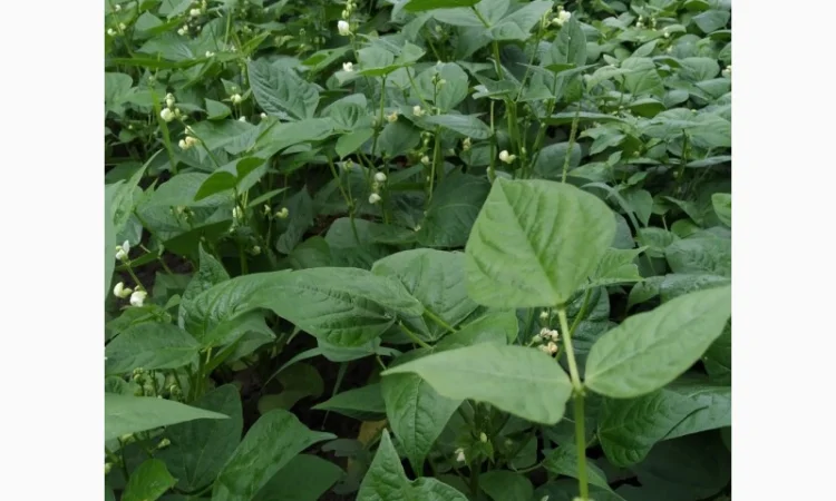 Фасоль- огородное мясо- спаржевая КНУТ, Сударушка, Ад Рем, Лобио, Виолет, Джаминезе, Пламя - фото № 1