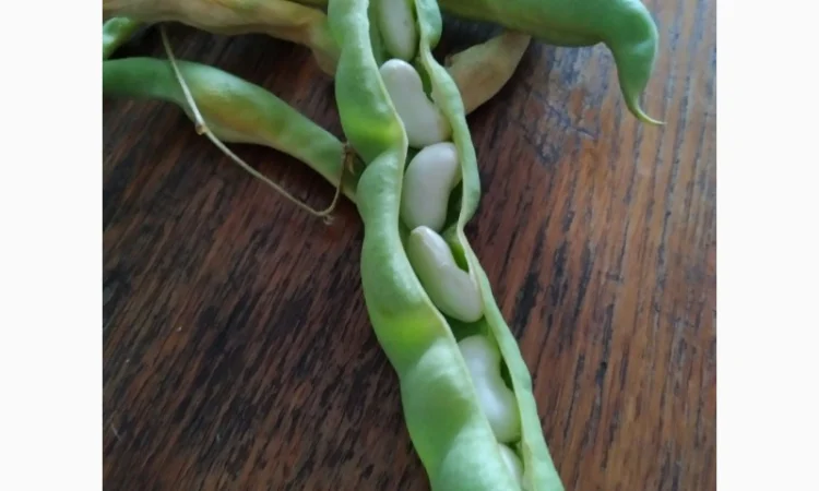 Фасоль- огородное мясо- спаржевая КНУТ, Сударушка, Ад Рем, Лобио, Виолет, Джаминезе, Пламя - фото № 2