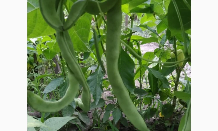 Фасоль- огородное мясо- спаржевая КНУТ, Сударушка, Ад Рем, Лобио, Виолет, Джаминезе, Пламя - фото № 4