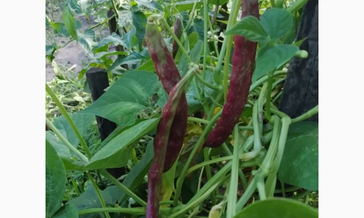 Фасоль спаржевая коллекционная сорта КНУТ и другие - фото № 5