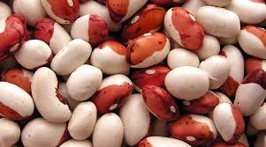 Закупка квасолі оптом - фото № 1