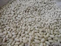 Насіння квасолі НЕВІ БІНС та МЕРЛІН. Посівна біла квасоля - фото № 1