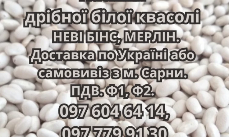 Насіння квасолі сортів НЕВІ БІНС і МЕРЛІН - фото № 1