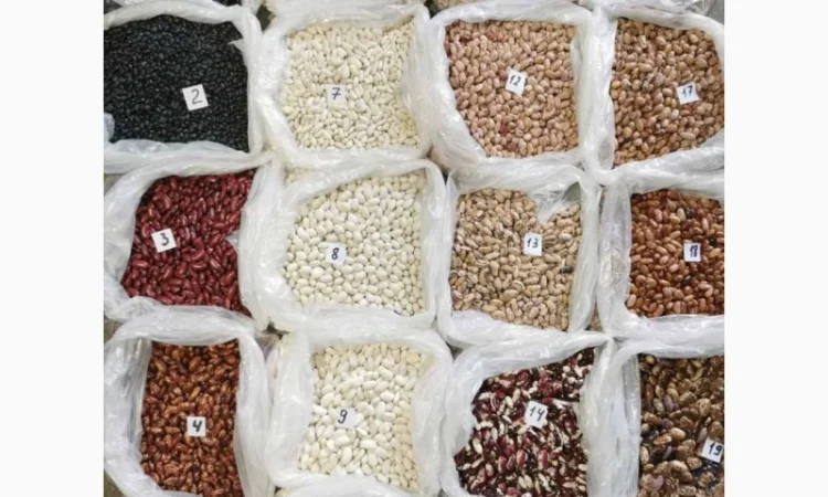 Квасоля. Мавка – оптова продажа - фото № 1