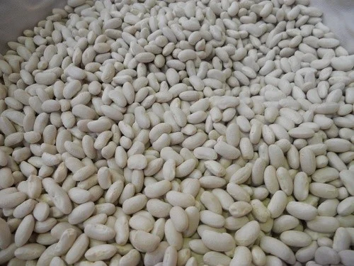 Насіння квасолі. Посівна Квасоля - фото № 1