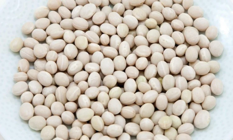Насіння білої дрібної квасолі на продаж - фото № 1