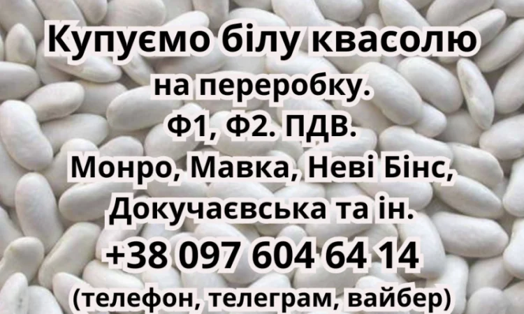 Купую білу фасоль для переробки - фото № 1