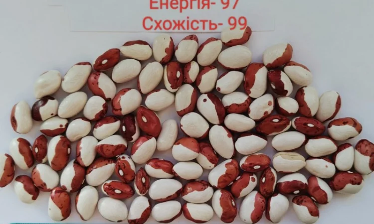 Насіння квасолі Бандоля (Бондюель), Лопатка, Масляна, Солдатік, Червона шапочка, Неві Бінс - фото № 1