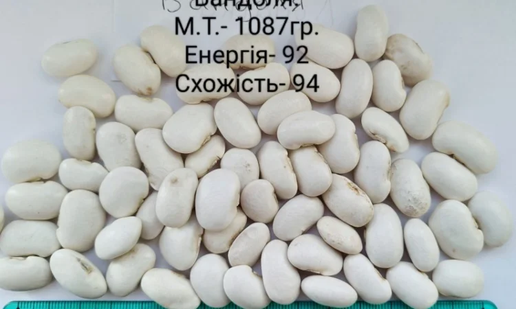 Насіння квасолі Бандоля (Бондюель), Лопатка, Масляна, Солдатік, Червона шапочка, Неві Бінс - фото № 3