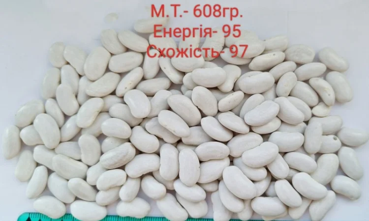 Насіння квасолі Бандоля (Бондюель), Лопатка, Масляна, Солдатік, Червона шапочка, Неві Бінс - фото № 4