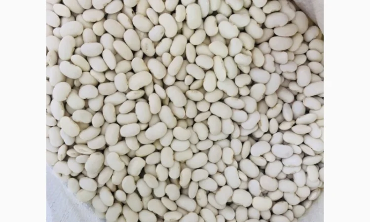 Куплю квасолю Бандоля - фото № 1