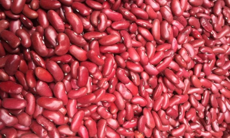 Продам квасолю Томатку гарної якості - фото № 1