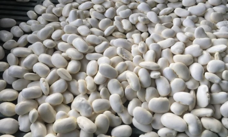 Продам квасолю Томатку гарної якості - фото № 2