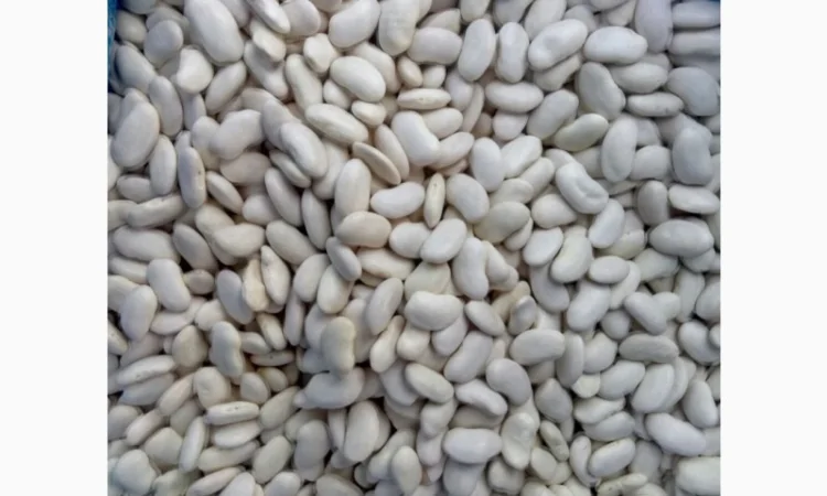 Продам квасолю Томатку гарної якості - фото № 3