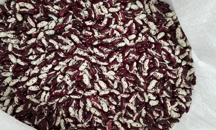 Продам якісну квасолю Ластівка - фото № 1