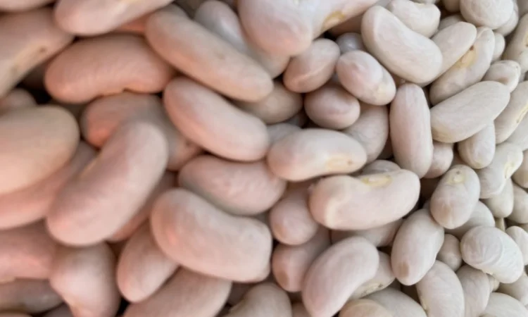 Продам квасолю Біла довга - фото № 1