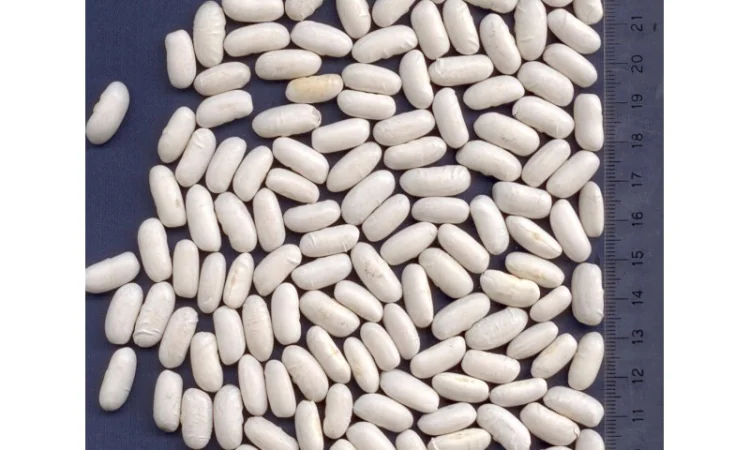 Фасоль из Аргентины - фото № 1