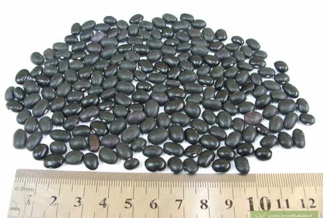 Фасоль из Аргентины - фото № 2