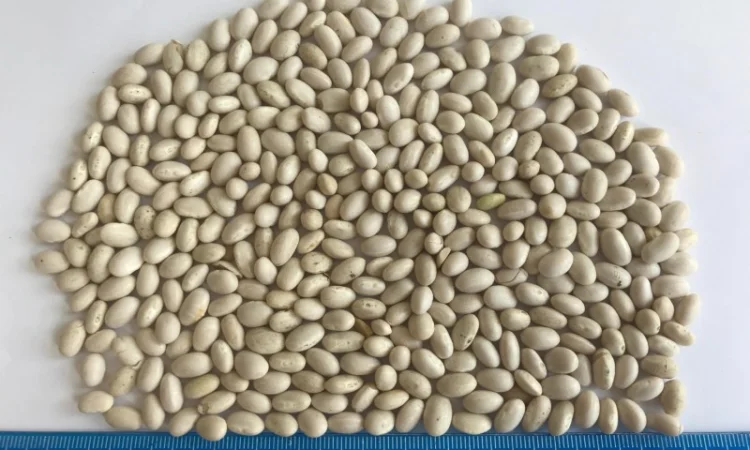 Закуповуємо квасолю різних сортів - фото № 1