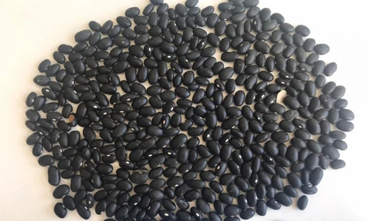 Закуповуємо квасолю різних сортів - фото № 2