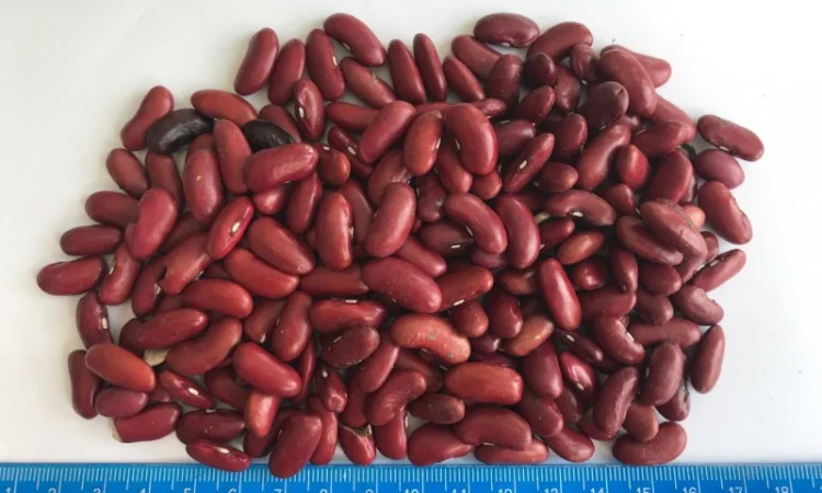 Закуповуємо квасолю різних сортів - фото № 3