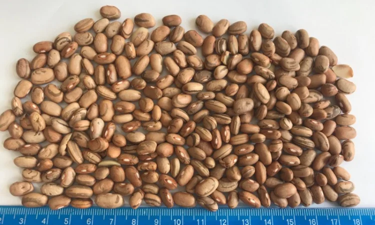 Закуповуємо квасолю різних сортів - фото № 4