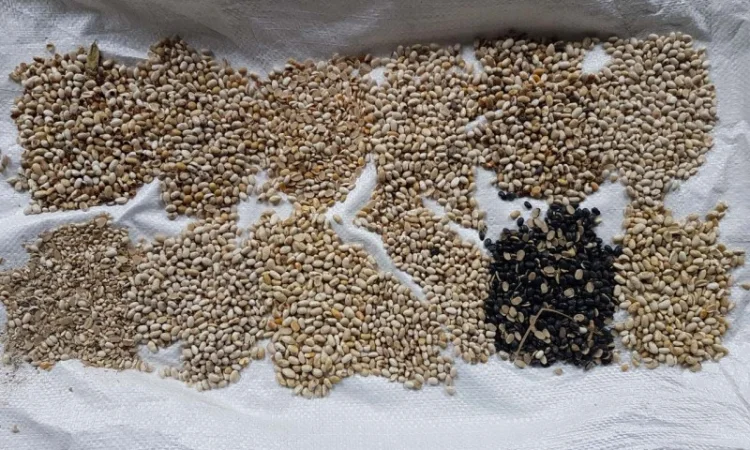 Половинка квасолі - фото № 1