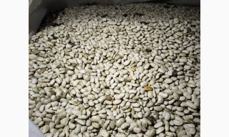 Продам квасолю 64 тонни, Львівська обл - фото № 1