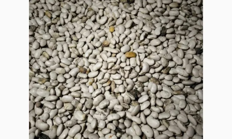 Продам квасолю 64 тонни, Львівська обл - фото № 2